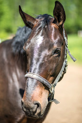 The head of brown Hanoverian horse in the bridle or snaffle with the green background of trees an grass in the sunny summer day