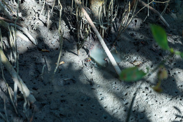 Mangrove crab feeding on mudflats during low tide. (Sesarma mederi)