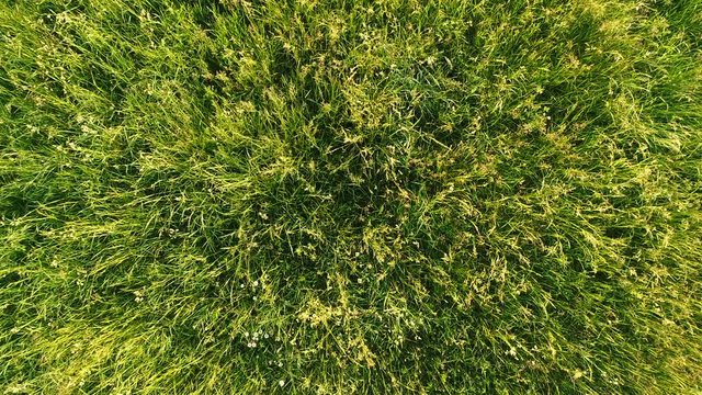 Drone landing on a hay grass pasture