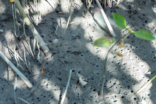 Mangrove crab feeding on mudflats during low tide. (Sesarma mederi)