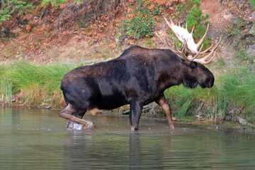 Adult Bull Moose walking near shore of Fishercap Lake on the Swiftcurrent hiking trail in the Many...