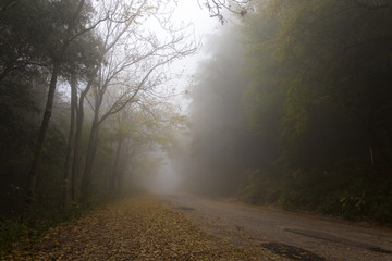 A country road in the fog, with trees at the sides and fallen le