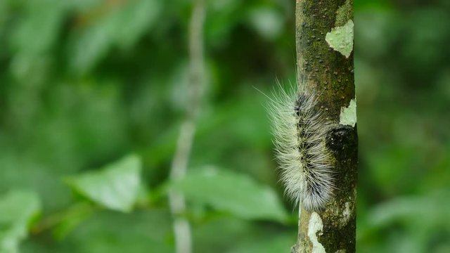 Caterpillar walk on tree in forest, Thailand.