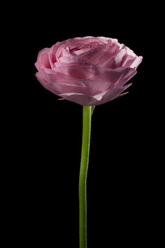 Fototapeta One pink buttercup flower on a black background