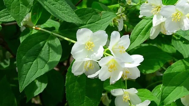 Philadelphus coronarius, sweet mock-orange, English dogwood, flower