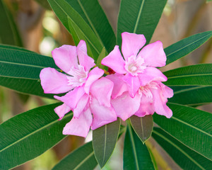 pink oleander flowers closeup