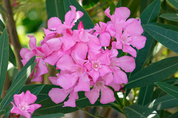 pink oleander flowers closeup