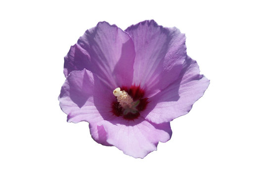 Syrian ketmia pale violet flower isolated on white