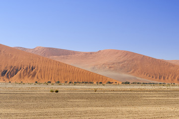 Obraz premium Dunes with acacia trees in the Namib desert / Dunes with acacia trees in the Namib desert, Namibia, Africa.