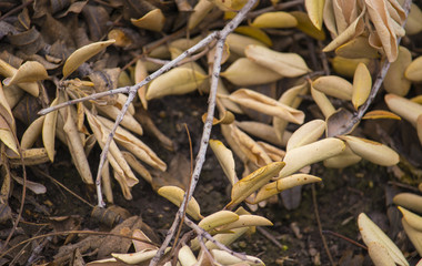 Fall is Heading Away