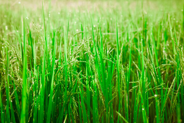 Fallen rice,Rice fields,organic asian rice farm