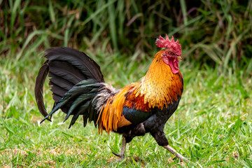 Fancy bird