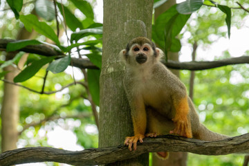 A squirrel monkey on the tree