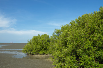 Fototapeta na wymiar mangrove forest on the beach.