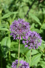 blossoming flower of purple decorative onion close-up on soft green blurred background