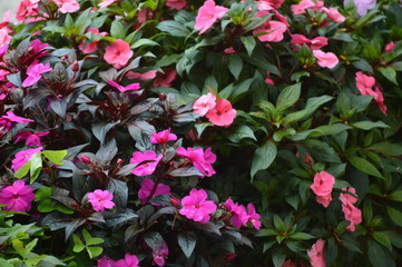 Flowers In Cameron Highland. It is a hill side resort and well known for its beautiful flowers.