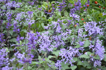 Fototapeta premium Flowers In Cameron Highland. It is a hill side resort and well known for its beautiful flowers.