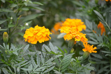 Flowers In Cameron Highland. It is a hill side resort and well known for its beautiful flowers.