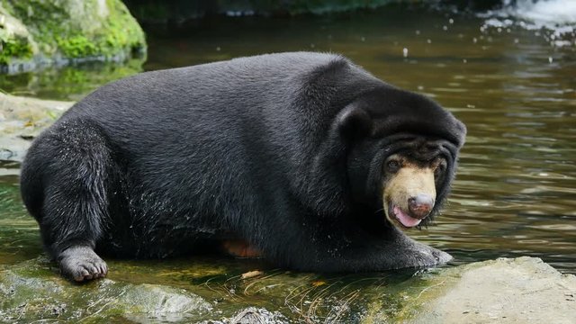 Asian black bear relax in pond