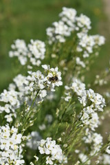 bee pollinates a fine white wild flower close-up on a soft green blurred background