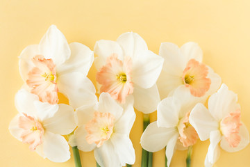 Naklejka na ściany i meble Delicate white narcissus flowers on a yellow background, close-up, space for text