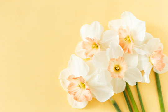 Delicate white narcissus flowers on a yellow background, close-up, space for text