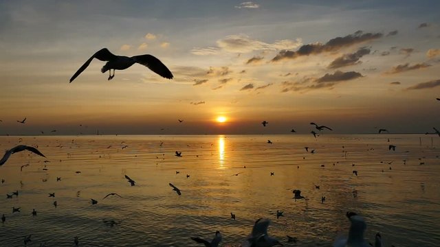 Slow Motion Seagulls Flying Above Sea At Sunset. 
