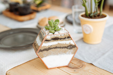 Florarium with live plants on the kitchen table on the background of a beautifully decorated table.