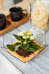 Florarium with live plants on the kitchen table on the background of a beautifully decorated table.