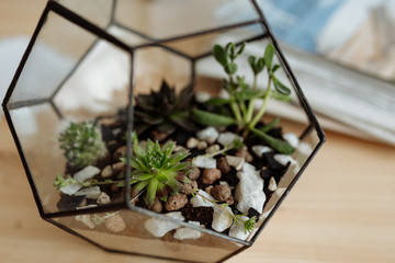florarium with living plants on the table in the office. bright modern workspace and flowers in it.