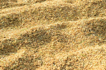 Paddy rice background