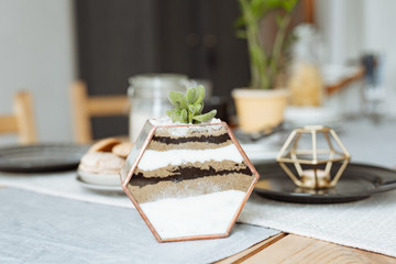 Florarium with live plants on the kitchen table on the background of a beautifully decorated table.