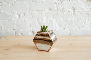 Florarium with live plants on a wooden table against a white wall.