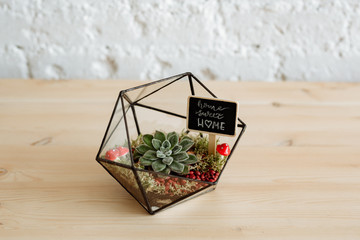 Florarium with live plants on a wooden table against a white wall.