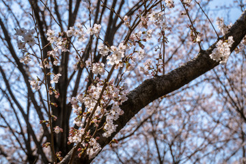 春の風景　桜と青空