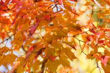 Red and orange leaves background. Autumn foliage.