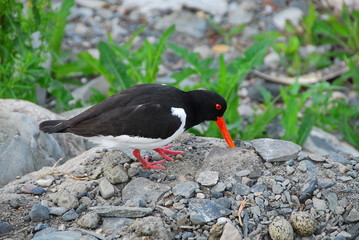 Black and white bird with red paws and red beak