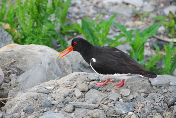 Black bird with long red beak