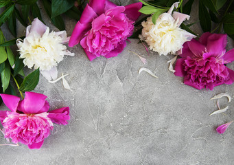 beautiful pink and white peony flowers