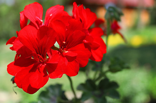 Red geranium close up in the garden with green background