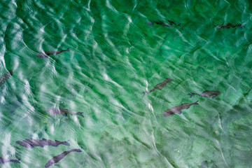 Fische in grünem Wasser, Ortasee, Italien