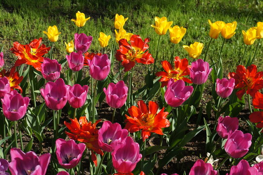 Beautiful bouquet of colorful tulips in spring garden.