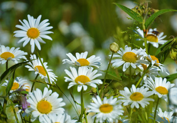 Meadow of daisies (Bellis berennis) © AnnuO