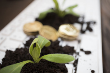 plant growing on the ground on white keyboard, business growth concept, business theme