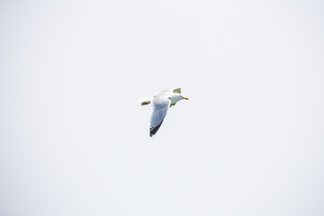 Mouette en vol à Quiberon