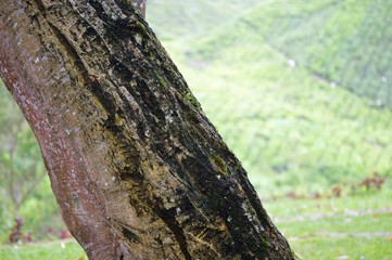 Tea Plantation In Cameron Highland