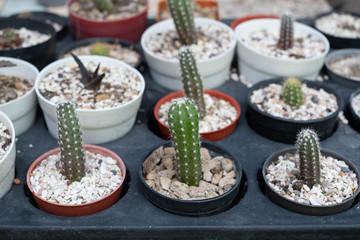 Cactus flowers in pot