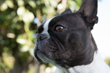 sguardo