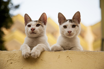 two cats really in the street