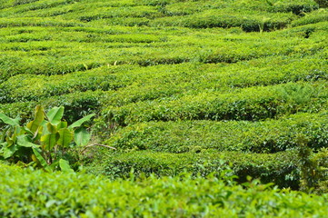 Tea Plantation In Cameron Highland